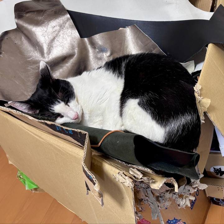 3cdbab01 15bf 4fee aee9 0039017dda4f 1764511822191