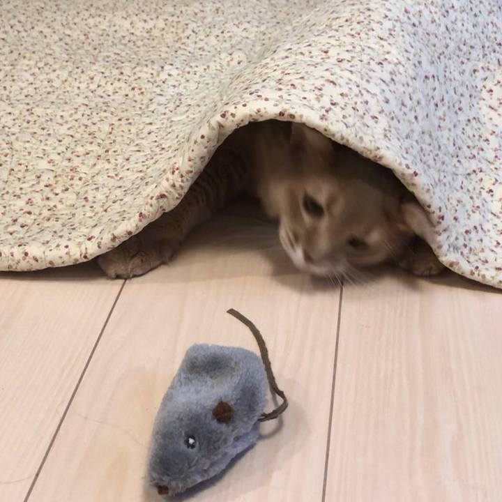 3cdbb487 b0e7 4190 9c4e 054d402885a3 1595805444946