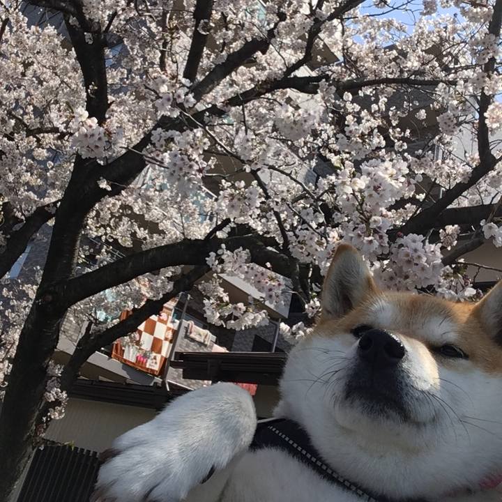 3cdcfe98 c2c1 4f6f 9b80 23d5e3642697 1585195007855