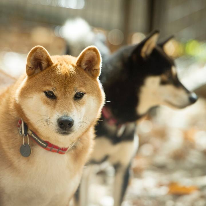 3cdf1f4c c4d1 4cea 9891 edd62c5e6aea 1542277074713