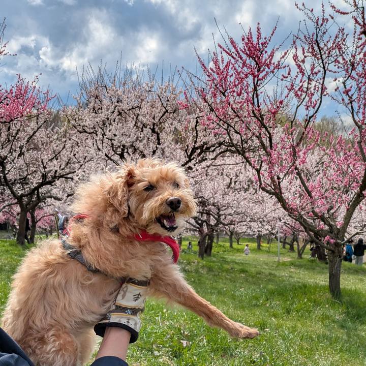 3cdf4056 b720 42ad bdb2 e97261a34adc 1746344499777