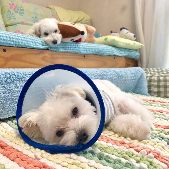 3cdf8671 e803 49af 9502 630fd2884bd6 1532048546694