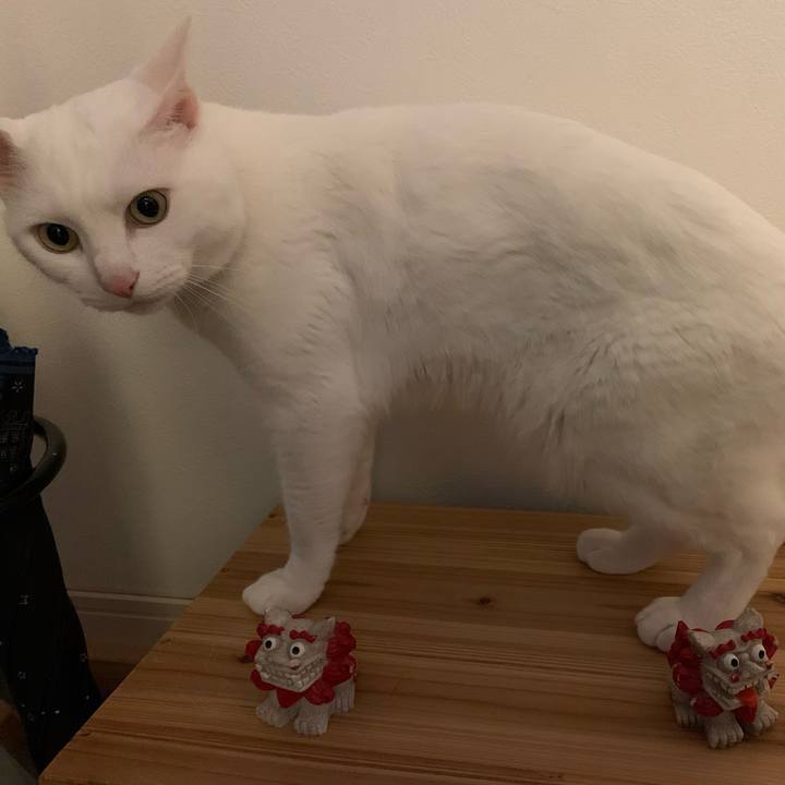 3ce0026a 48b6 46bb a459 8ee222ec2ab7 1590225800639