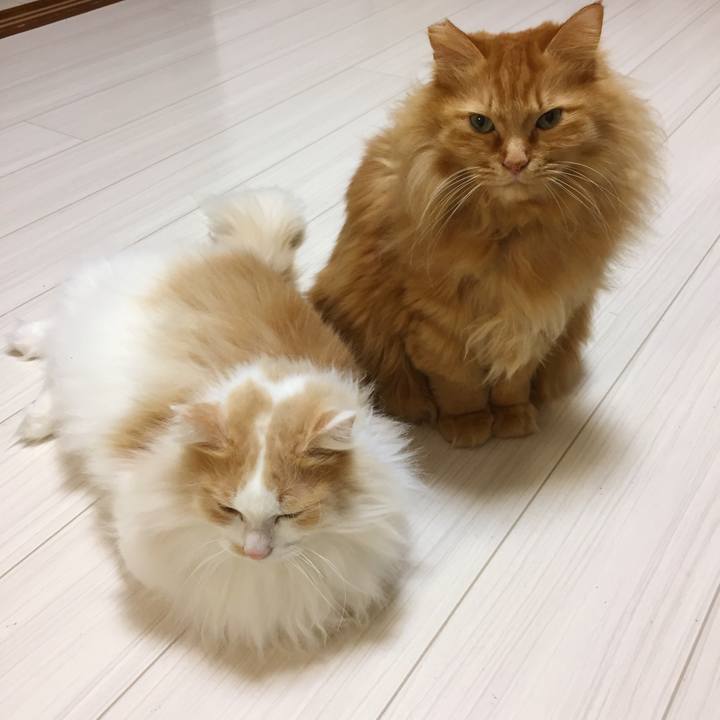 3ce14e55 ca32 4b0c 85d1 3fb624373092 1513373827280