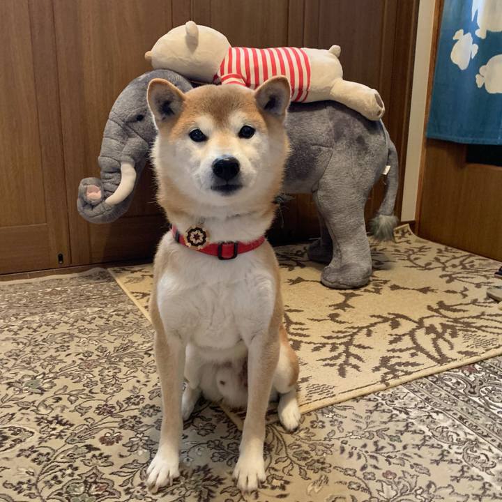 3ce17a4f fde4 4e9e b42a 04709db23462 1608887143687