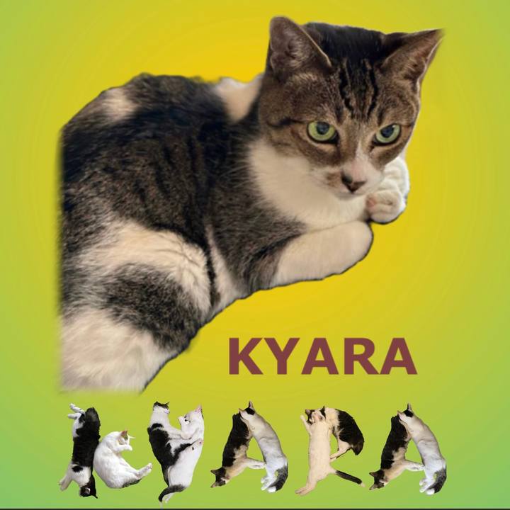 3ce1f301 cce8 4ce9 abdb 2e438bbcc2d8 1668922134920