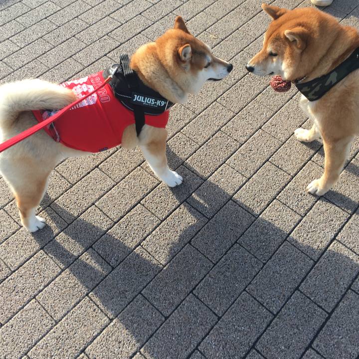 3ce5226b f233 41c9 8202 1063400062d7 1575193506608