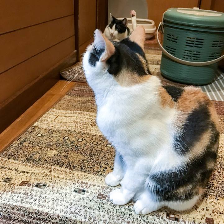 3ce69068 c5c7 4169 b9a1 183528b8e66b 1509201135881