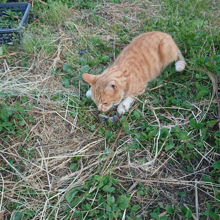 3ce84e00 62e5 4a0b 8f74 394f9b41c32b 1591693164811