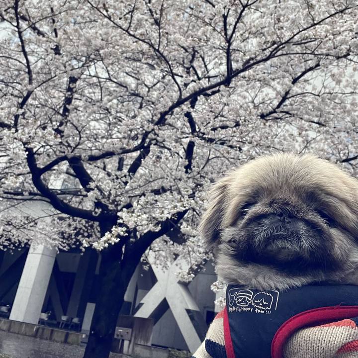 3ce899db 5bcd 4310 baef 1846d9358e0a 1743234574621