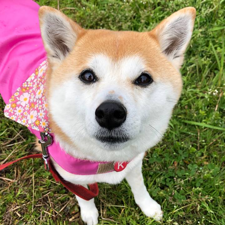 3ce8ae5c b30e 45dd 8068 c3fc3da503de 1585712999770