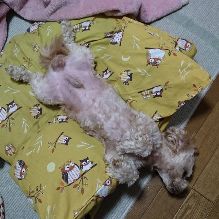 3cea8813 9871 4017 8409 bf9e31e62338 1545645838184