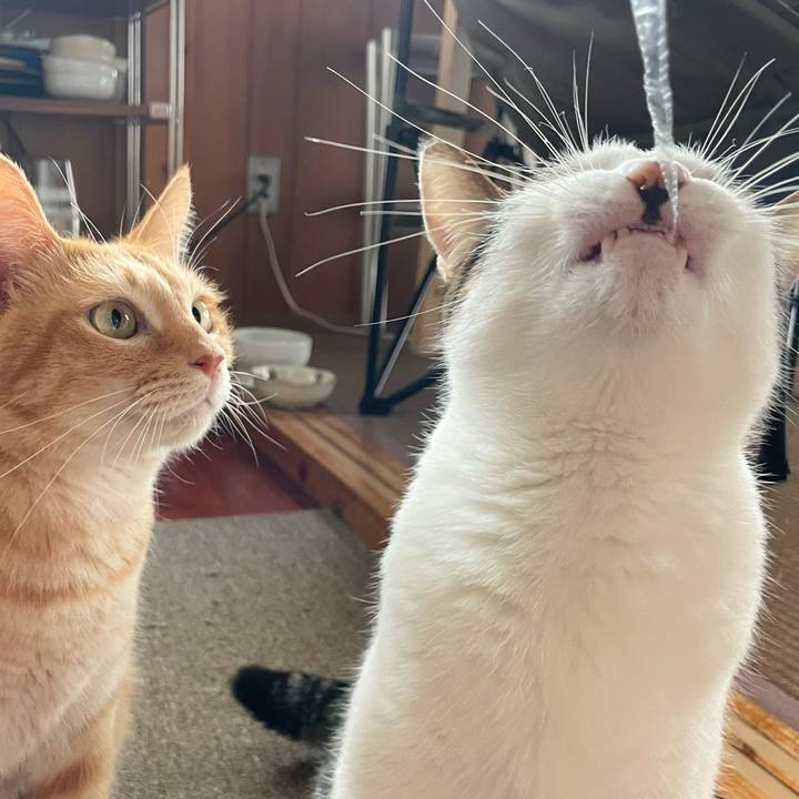 3cecc70e 9bea 4e67 bc17 99b116e2f492 1770784640084