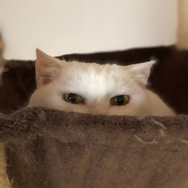 3cef1e2e 0956 4724 9c91 3371590297b9 1562822285421