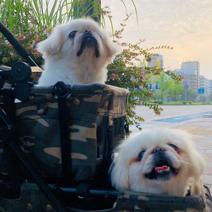 3cf0b28d c3fe 464a b0e5 38e85317512c 1596753456879