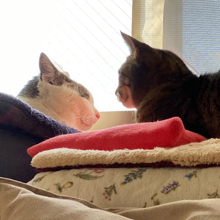 3cf18f79 9073 4d23 b21c aa74aa513ed6 1770178588353