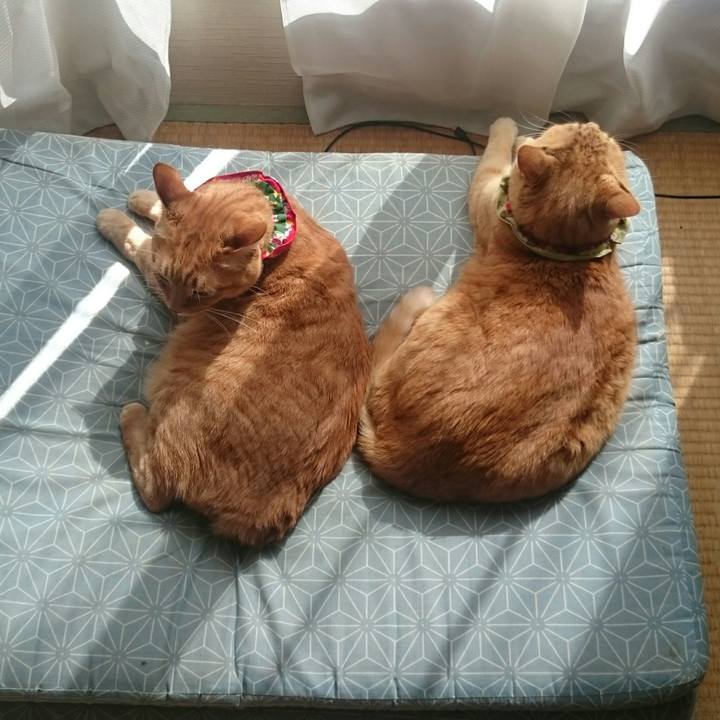 3cf348c3 371c 4815 80ec 6a2a38c9f168 1519653216531