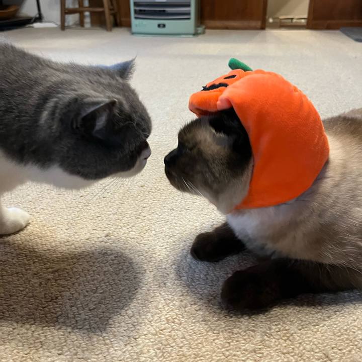 3cf38e28 98c4 4fc1 baa6 bd5bfa3c42b4 1635636573978