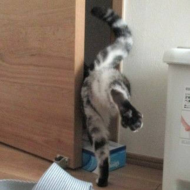 3cf45c5a b97f 4994 842c 486094dc9ee9 1556450388076