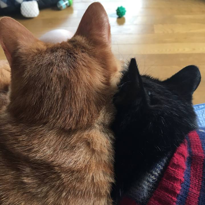 3cf6f860 826e 49c7 8953 e6420e46ebc3 1541900370944