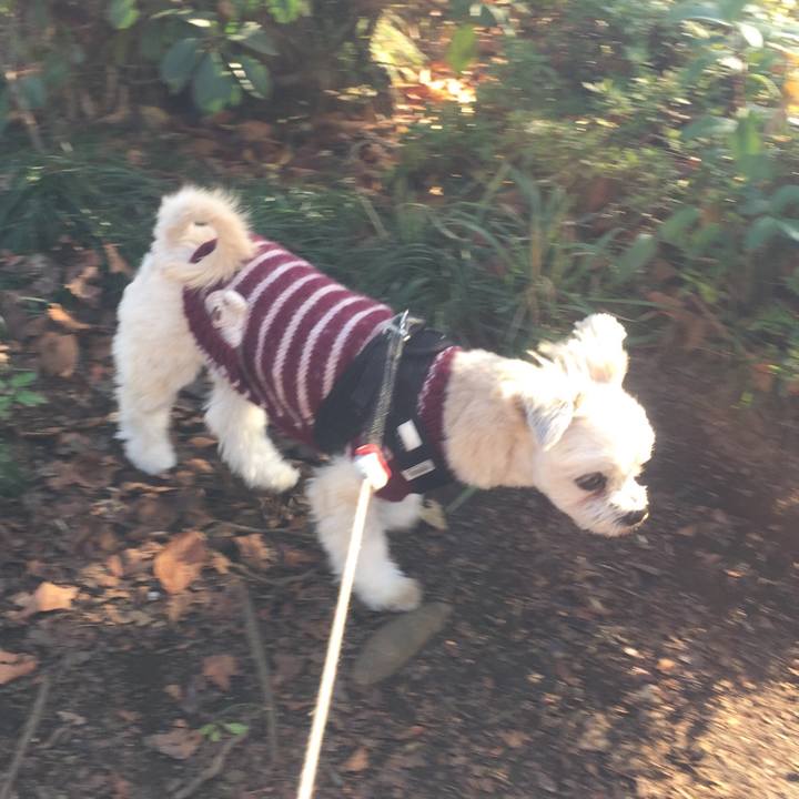 3cf80b5c 912d 4987 bd5f 0daf71419000 1545390238725