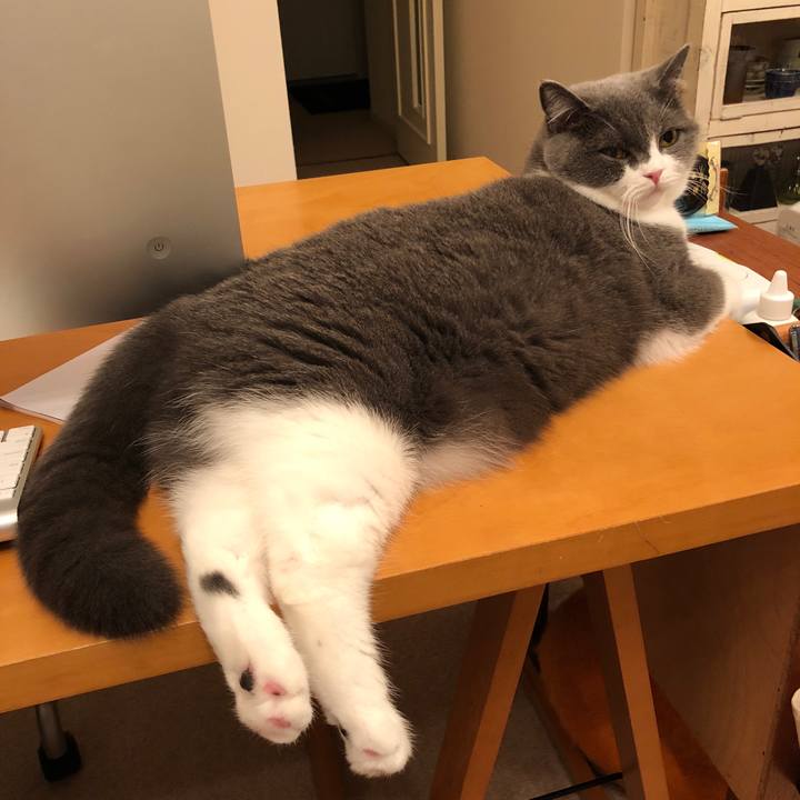 3cf8c833 c0a9 4079 a3ef 68ab570f0cc8 1543421200477