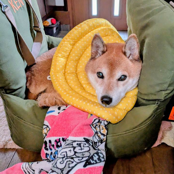 3cfbf45a c8dd 4200 8a03 9aecf53f9ccb 1762050470037