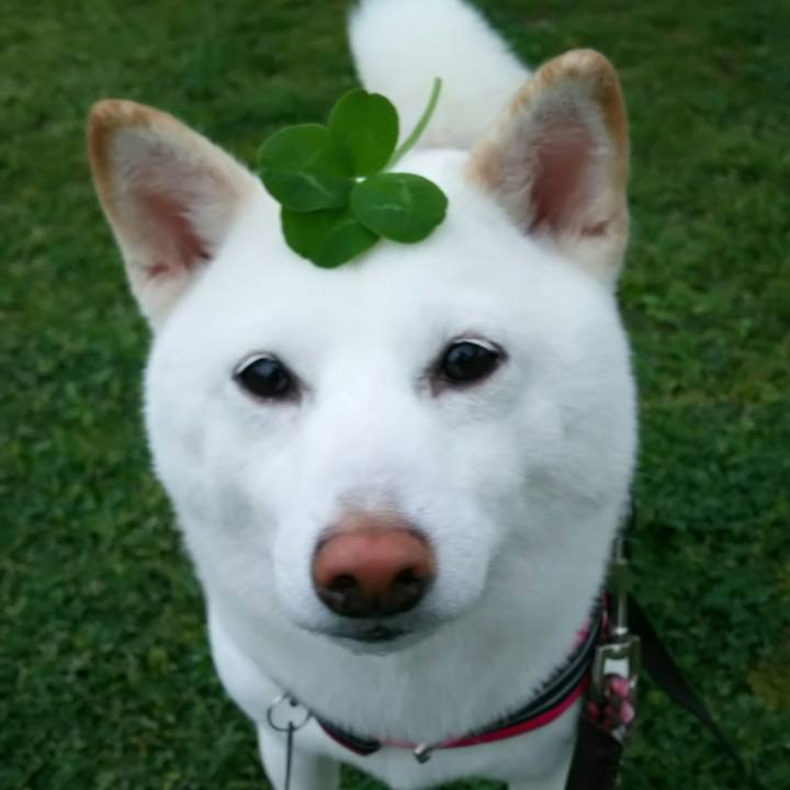 3cfd2d74 648f 4f1a bddd 7c846157d8fe 1524640899421