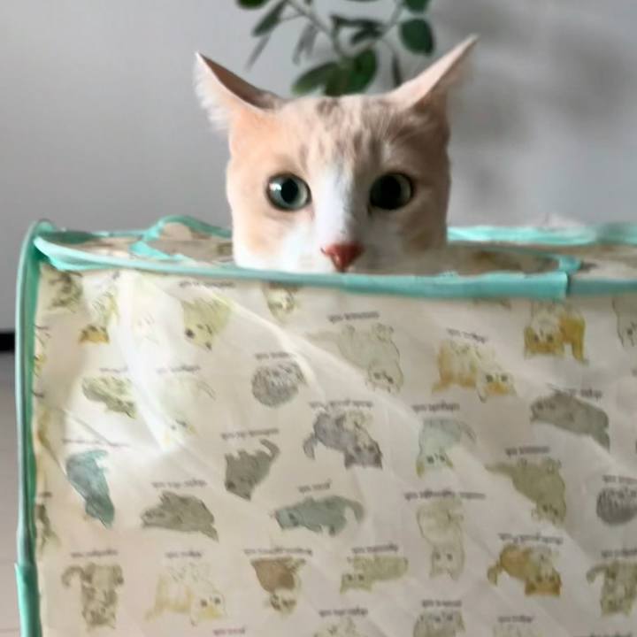 3cfd79d9 569a 488f adec 76bec6cada4d 1760751331705