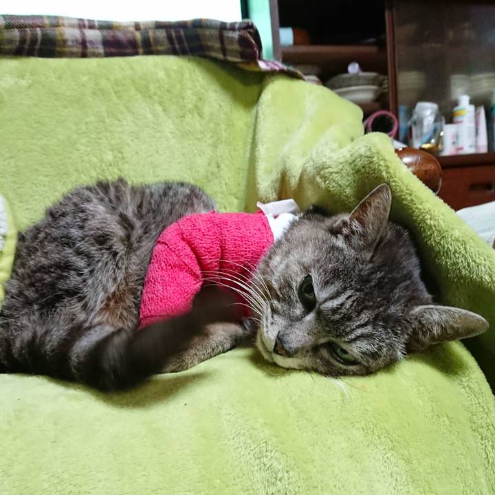 3cfd9fa3 854c 4868 8912 8cee85d34fab 1586686996054