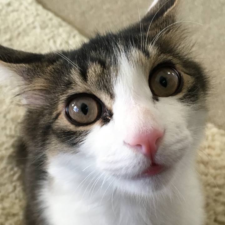 3cfe2a2a 225c 44eb a0be f045c577bcad 1769396512965