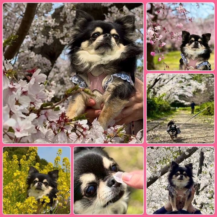 3cfed0b7 ca01 4432 8af2 01a5bc592302 1743832374871