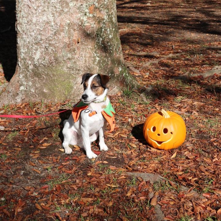 3cff44c4 9fd4 4400 adec 13fe3e5f835d 1540702049513