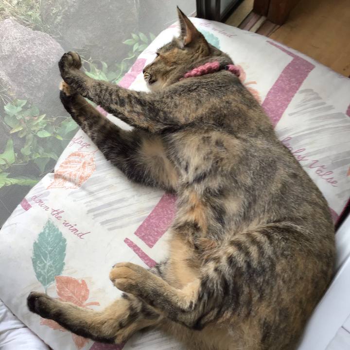 3cffcdc5 c95a 4aff a962 9a9c9733c112 1594450880155