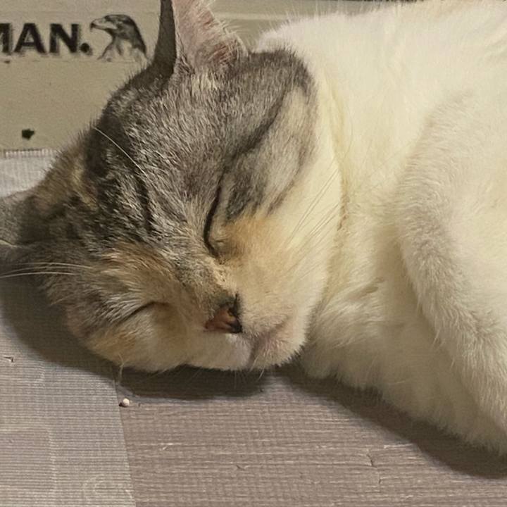 3cffe0af 4fef 4b0c 8298 9ea02e00b804 1621249906789