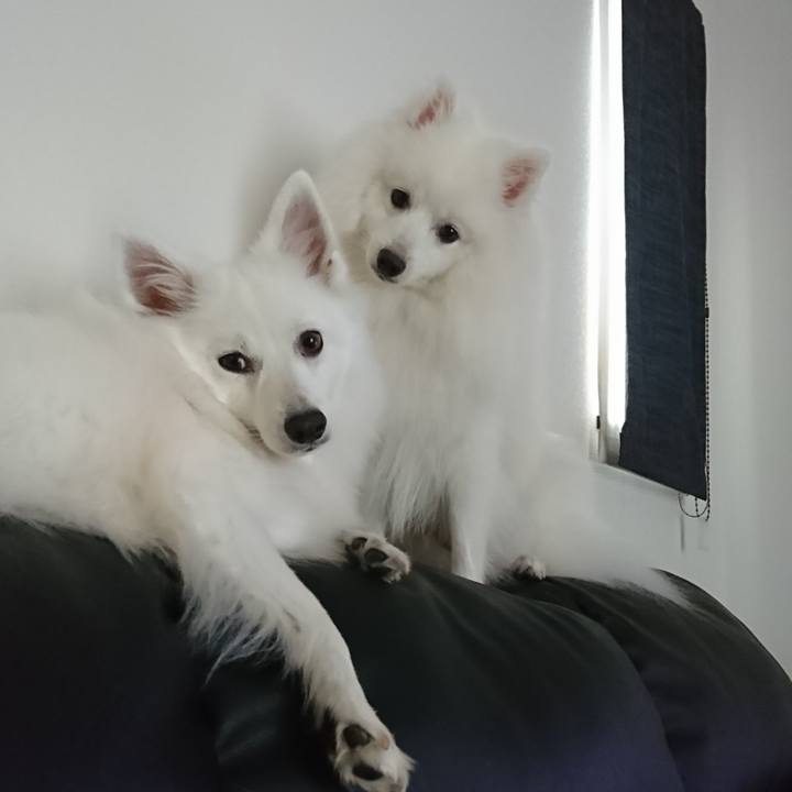 3d0361fd 8858 435b 9d60 e98a5ad10294 1586940921480