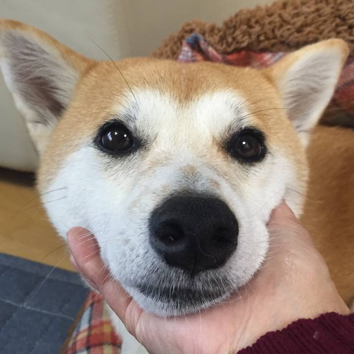 3d050ac6 1b66 4d2a 8a2c 495c0a69684d 1510718200270