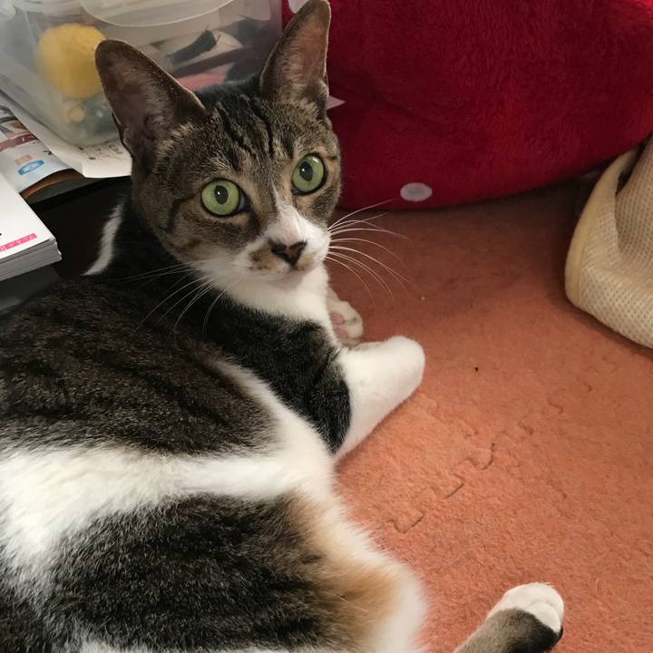 3d087b6e 4d2b 462e 8823 d8dc6c2ad499 1534982227479