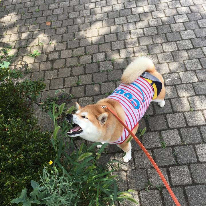 3d0ae033 ac42 4da9 a16e 3882e0db5688 1565571107531