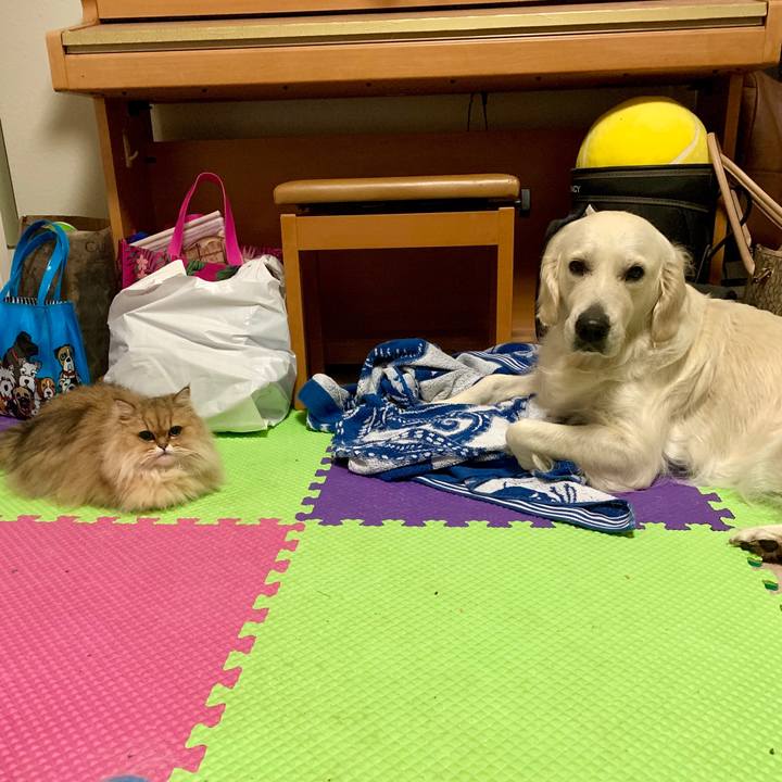 3d0b0c8c f66c 4118 8dc7 708fd190b449 1564871537291