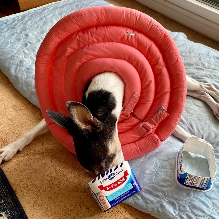 3d0edd4e bf95 48b1 896c c68d1caed911 1629846106089