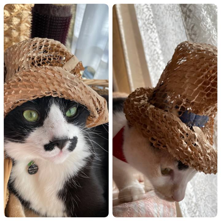 3d12968a 917e 4485 a2ad 49a0929ae0ac 1703636900524