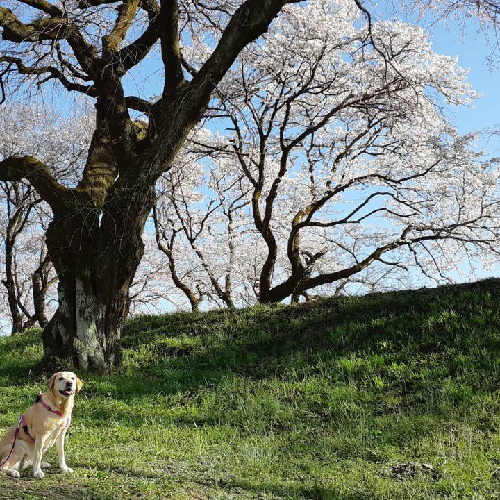 3d17b46a 5dac 47e4 8e87 991eefd3fc38 1648380567091