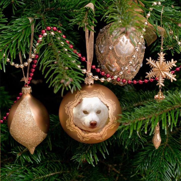 3d189037 6ba2 4eae 9331 5a3d42cde627 1514112077432