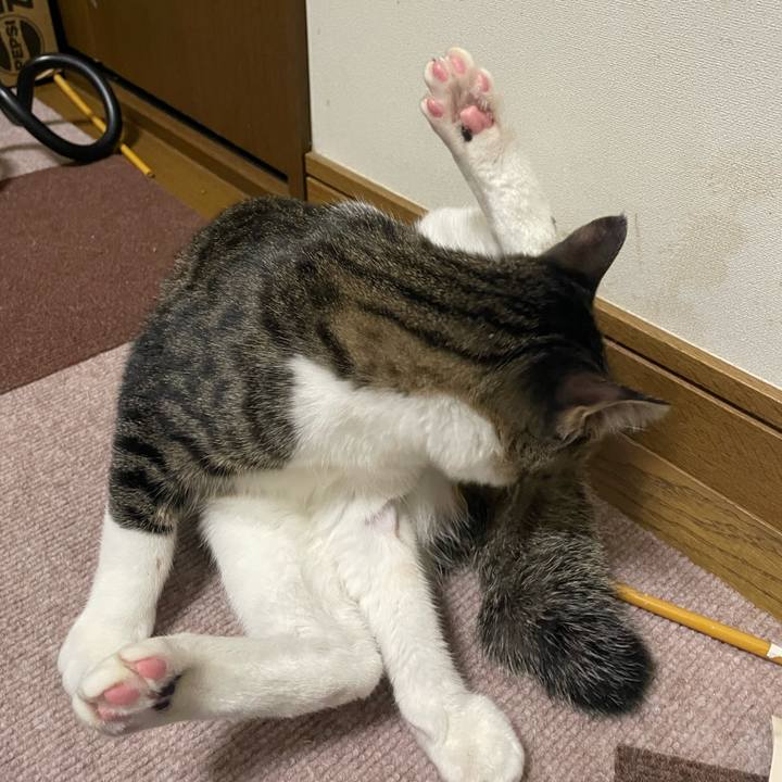 3d18ca4a d494 4633 a0f2 48e29652aca3 1730971706407