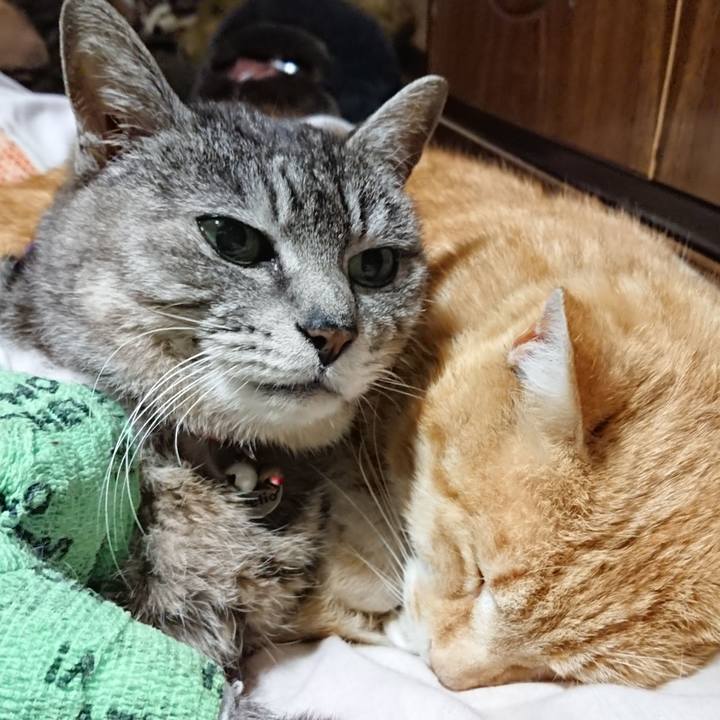 3d1f0085 415c 4bda abdd 227848c60833 1587210215481