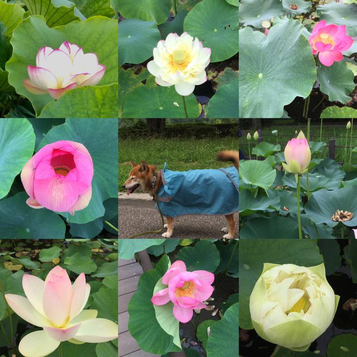 3d21f999 4a92 4d71 9a16 25d51a9b2498 1563442235595