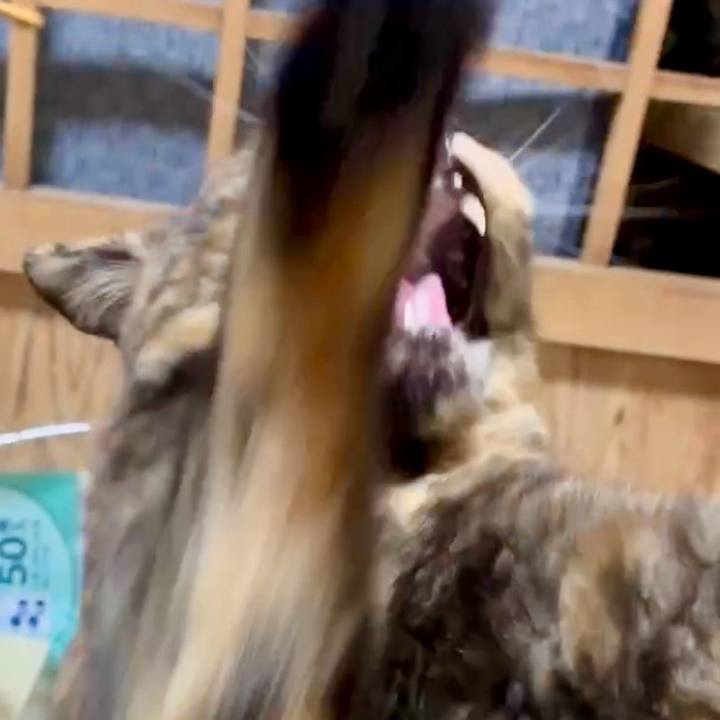 3d2570f2 22b6 4660 9820 e71f26e66b33 1760041472865