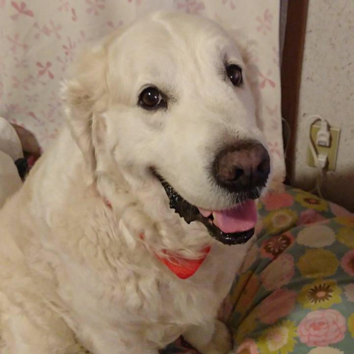 3d258ee1 9ca0 438e aab3 eff6dbb10267 1526613421299