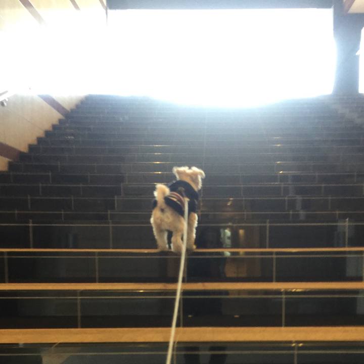 3d29c994 ef55 49bb a2a4 7c84810f022e 1543042356464